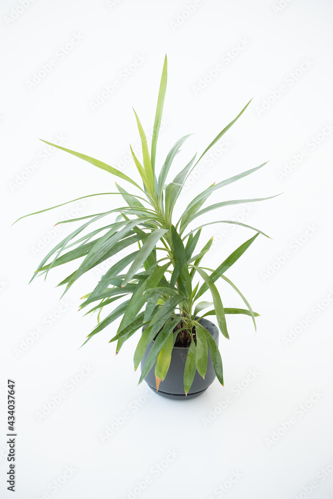 Fototapeta premium A vase with a houseplant. Greening concept hotel room fresh interior. Beautiful plant on a white background.