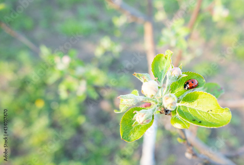 Red ladybug on apple tree branch macro close-up in summer