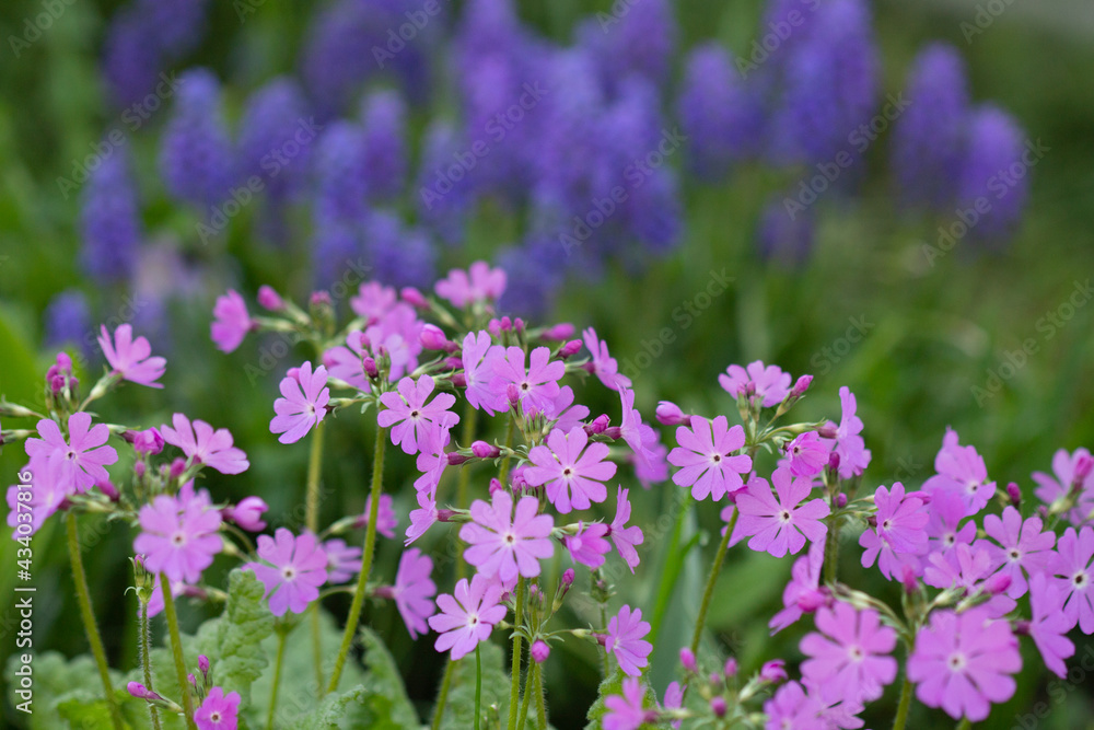 flowers in the garden flowers in the garden