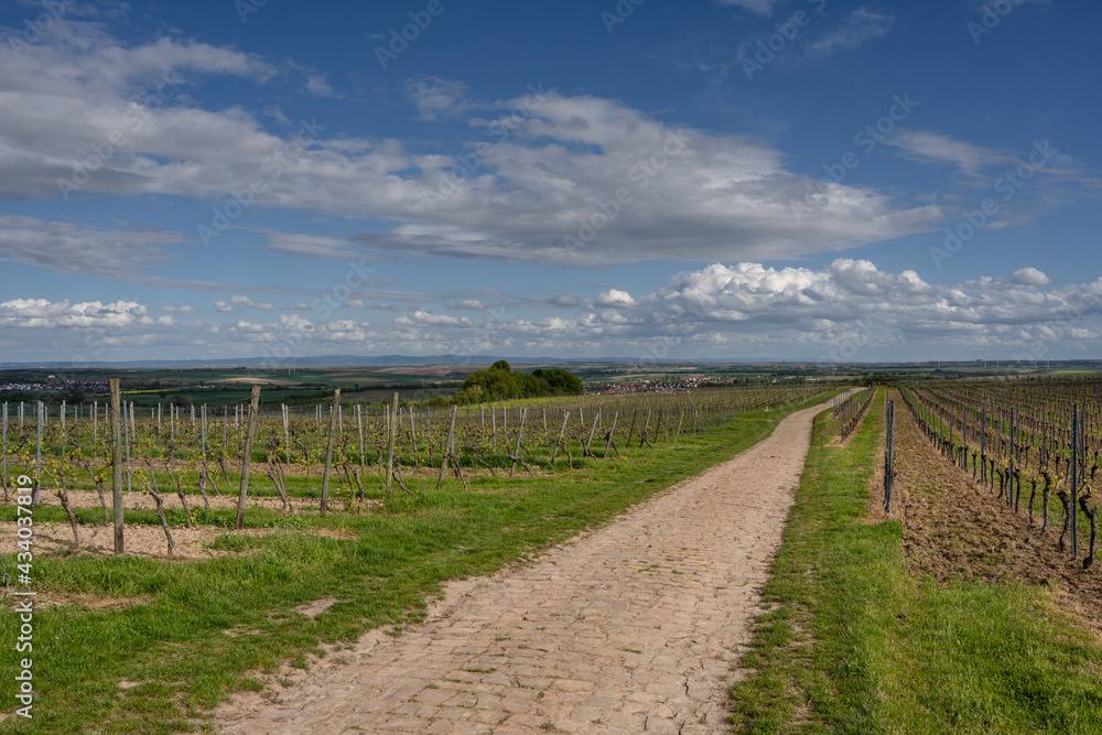 Fototapeta premium Hochstraße in den Weinbergen bei Ebersheim