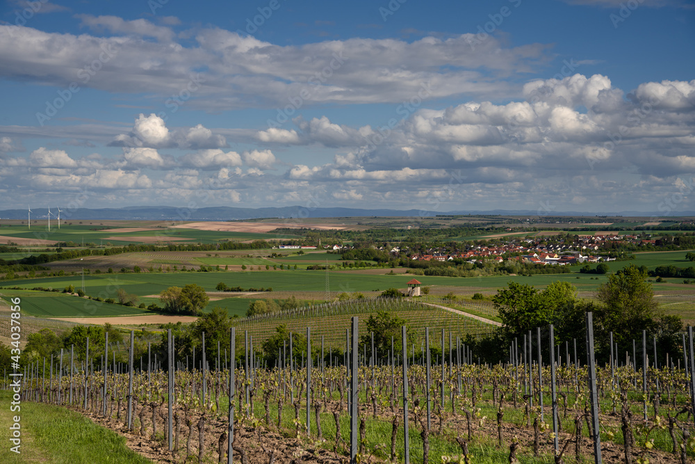 Fototapeta premium Hochstraße in den Weinbergen bei Ebersheim