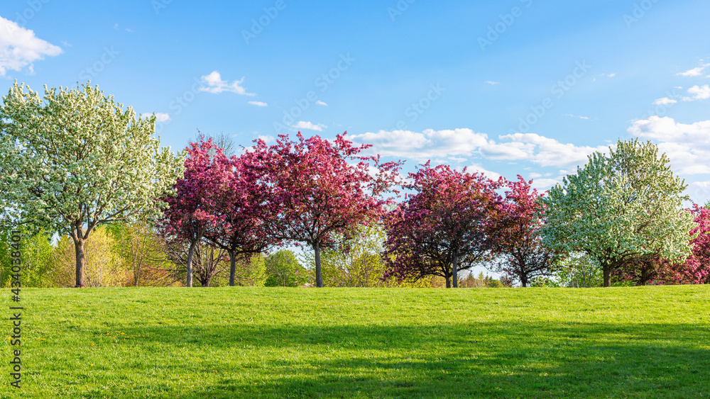 Sunny spring day in the park with blooming trees in a row against blue sky and green grass. Sunny spring day in the park with blooming trees in a row against blue sky and green grass.