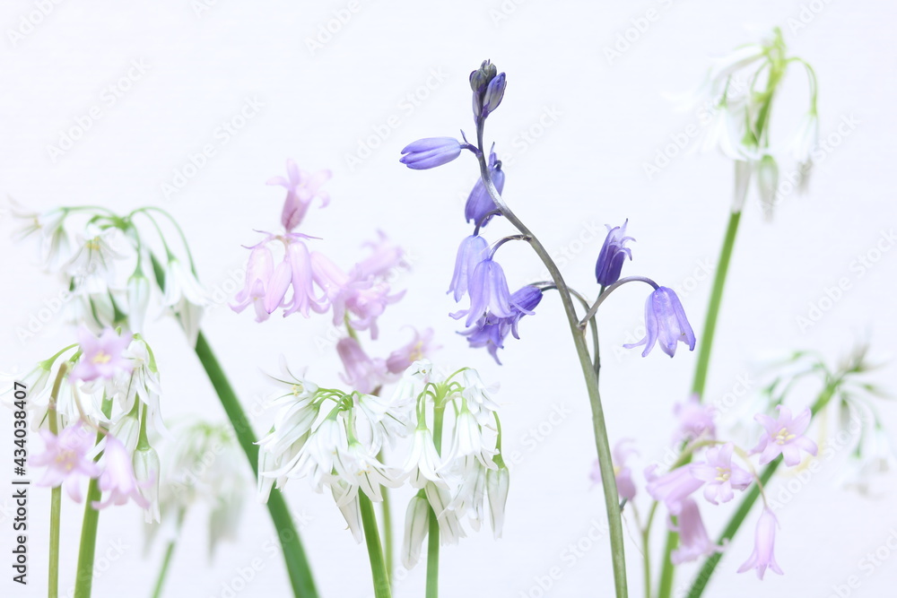 Obraz Mały blady kolor kwiat białe tło 4