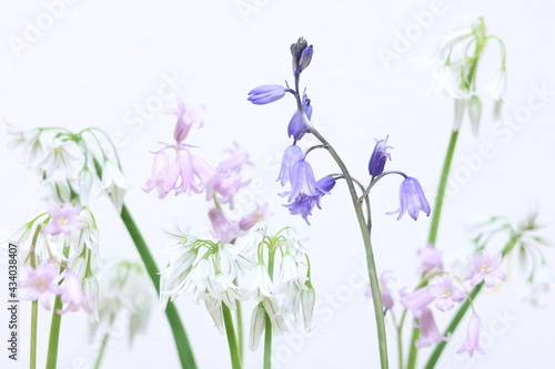 小さな淡い色の花 白背景 small pale color flower white background 4