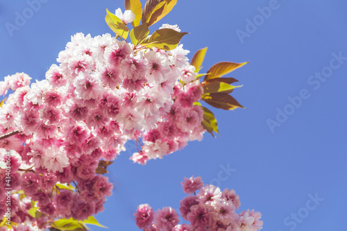 Japanese Flowering Cherry Tree with Blooming Pink Petals