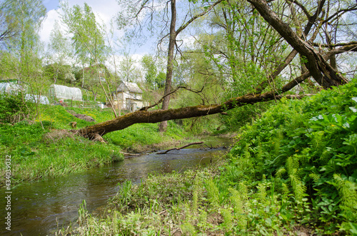 A tree lying across abranches, outdoor, surrey, british, tranquil, clean air, clean water, rock, britain, scenic, united kingdom, season, uk, natural, england, wood, woodland small river in the forest