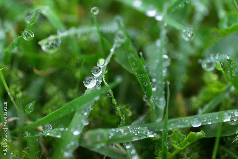 Fresh green spring grass with close up of dew drops Fresh green spring grass with close up of dew drops