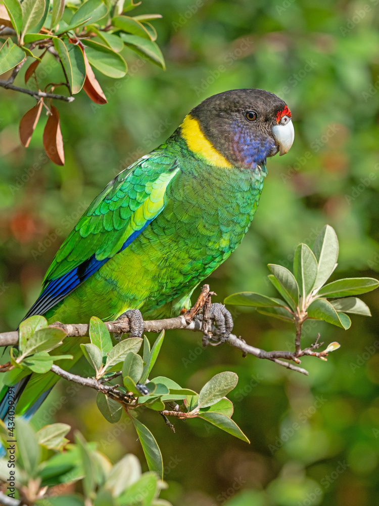 Australian Ringneck or Twenty-Eight Parrot