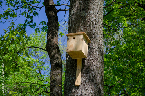 Wooden blueberry tree in summer