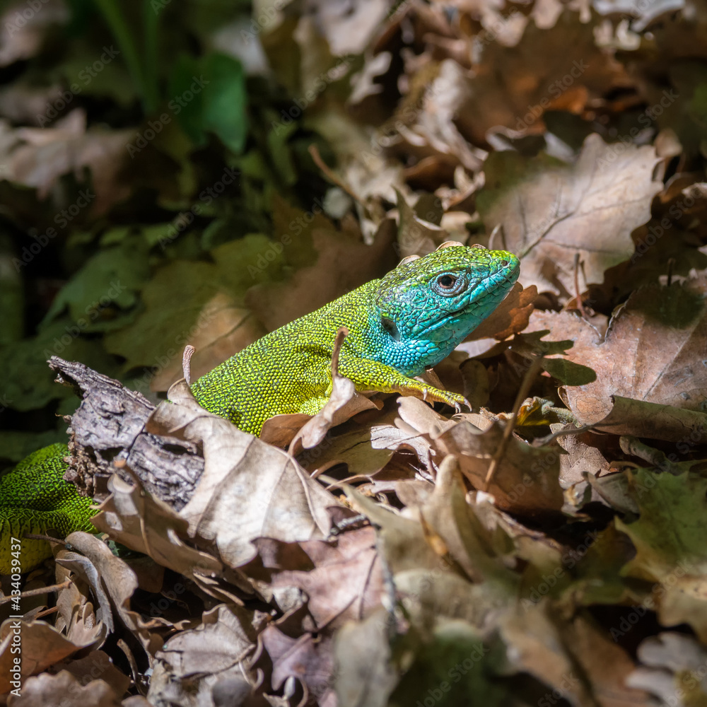 Fototapeta premium Emerald lizard male between leaves