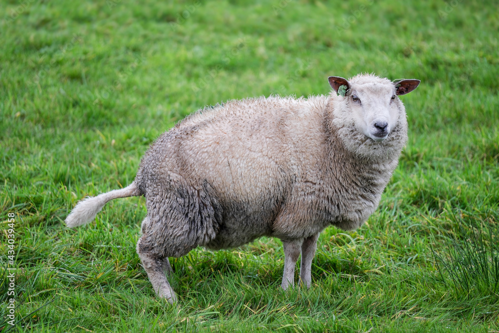 Obraz premium Side view of a sheep in a press position as she urinates and looks into the camera
