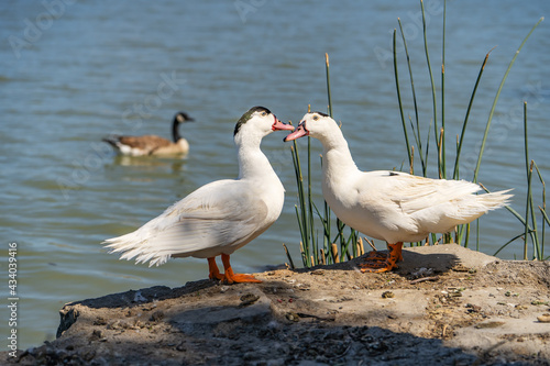 Two white Mulard ducks stand by the lake.