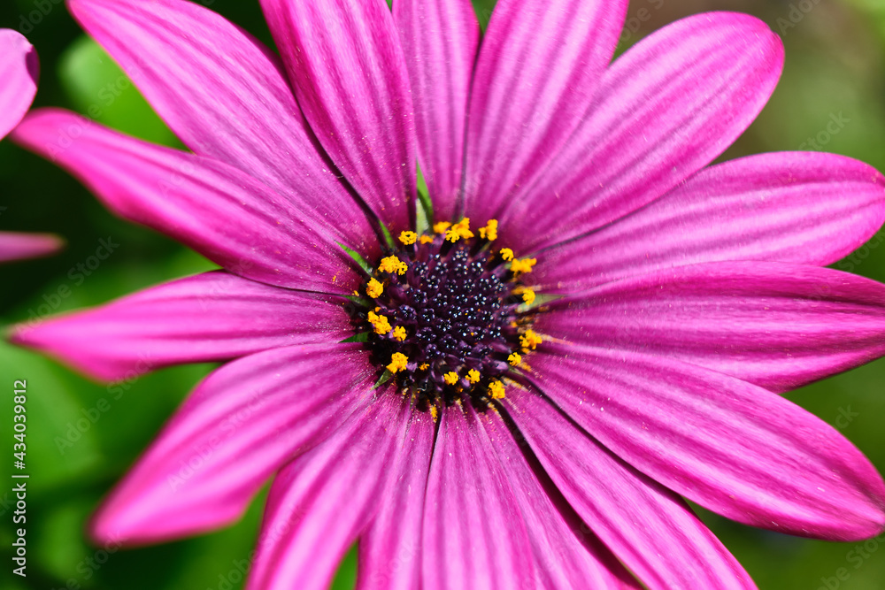 Macro de una margarita violeta Macro de una margarita violeta