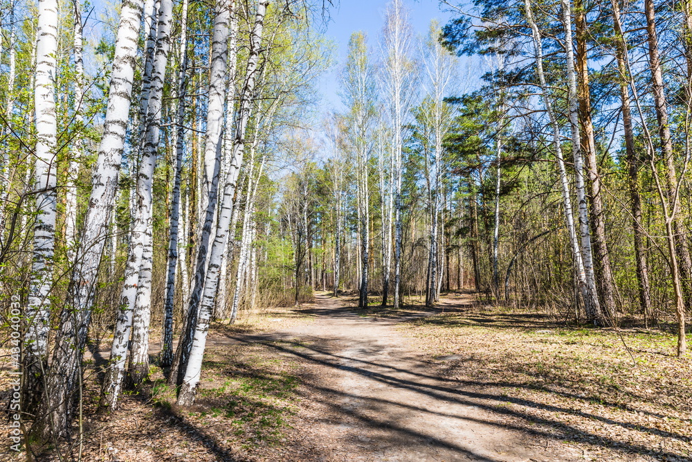 forest paths around Akademgorodok, a suburb of Novosibirsk, Russia forest paths around Akademgorodok, a suburb of Novosibirsk, Russia