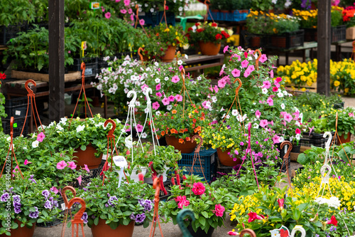 Colourful scene at spring flower market place to buy spring flowers for gardens