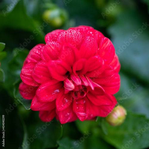 Red zinnia closeup with water droplets