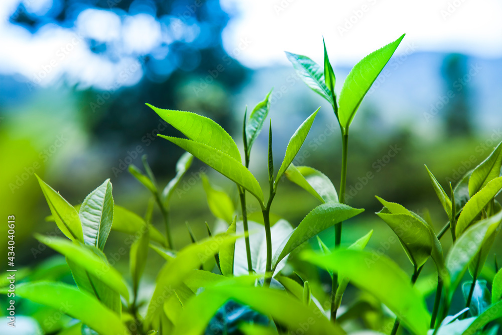 Beautiful fresh green tea plantation Beautiful fresh green tea plantation