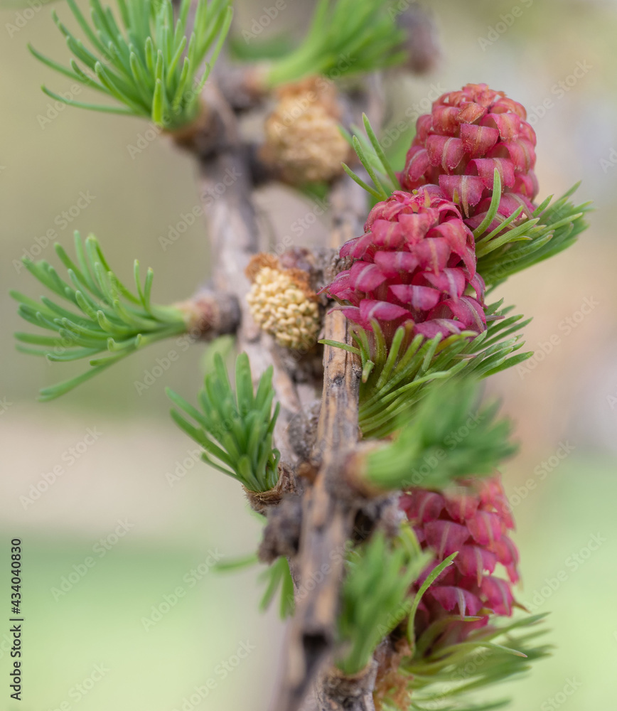 Bright pink larch flowers on thу branch Bright pink larch flowers on thу branch