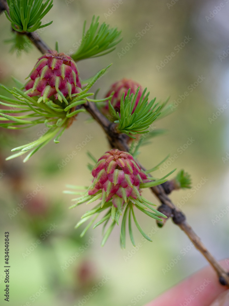 Bright pink larch flowers on thу branch Bright pink larch flowers on thу branch