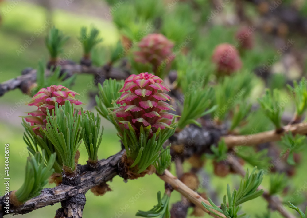 Bright pink larch flowers on thу branch Bright pink larch flowers on thу branch