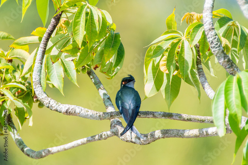 one lovely male Gray-rumped Treeswift perching and resting photo