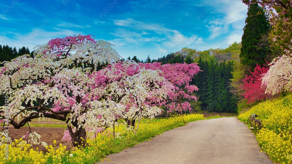 Fototapeta premium 里山の春