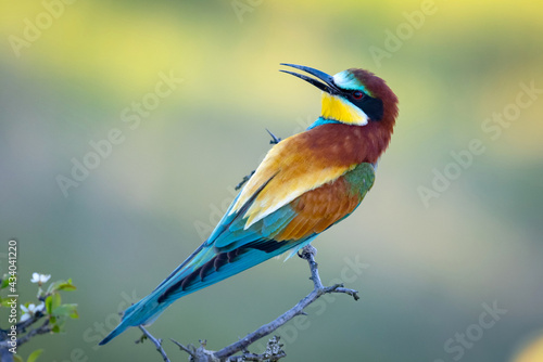 European Bee-eater (Merops apiaster), beautiful colorful bird sitting on a twig