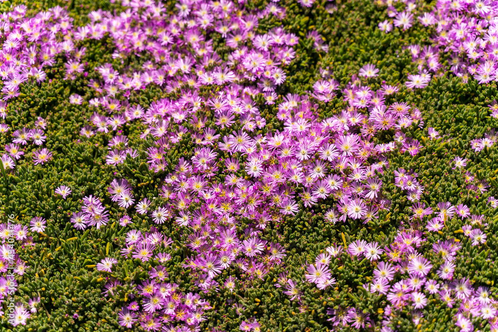 Obraz premium Purple Carpet of Ice Plant (Carpobrotus Edulis) blooming in springtime.