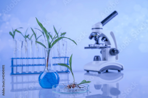 Laboratory glassware, genetically modified plant