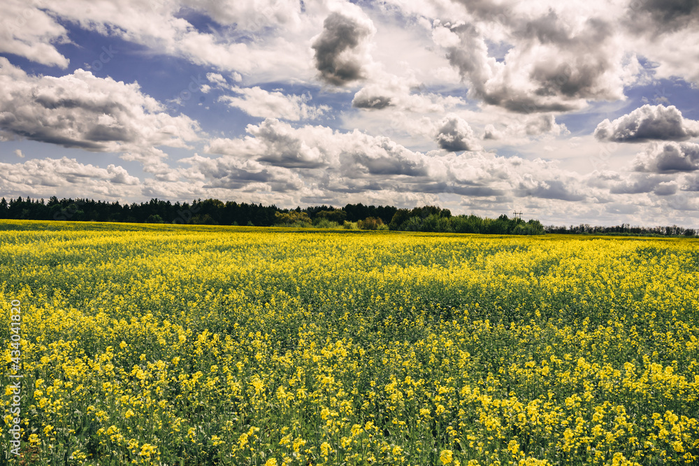 flowering field of yellow rapeseed under the sky with clouds flowering field of yellow rapeseed under the sky with clouds