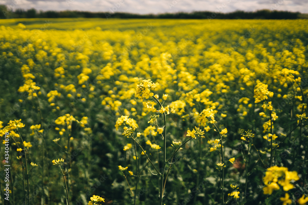 flowering field of yellow rapeseed under the sky with clouds flowering field of yellow rapeseed under the sky with clouds