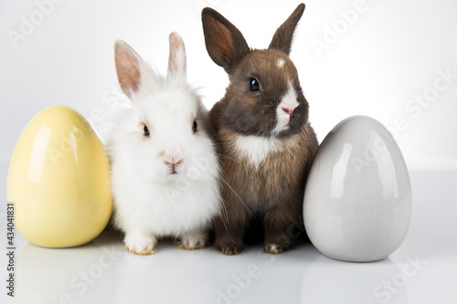 Happy easter,Eggs, Baby bunny