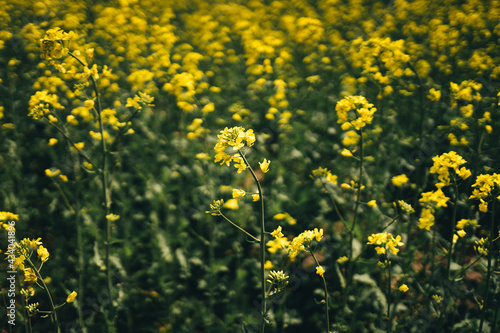 flowering field of yellow rapeseed under the sky with clouds