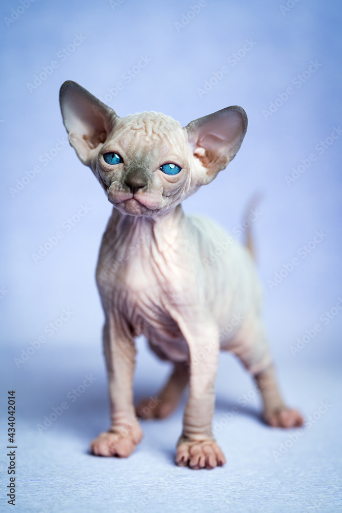 Lovely hairless kitten of Canadian Sphynx Cat breed standing on blue background and looking at camera.