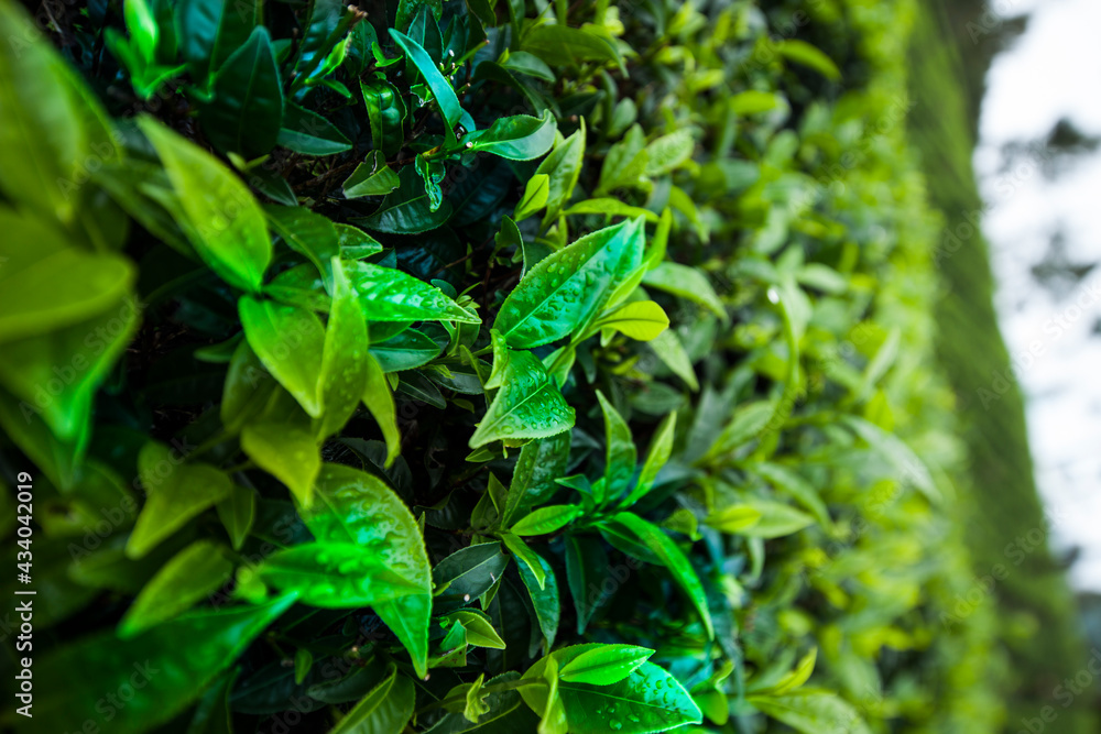 Close up of fresh tea leaves Close up of fresh tea leaves
