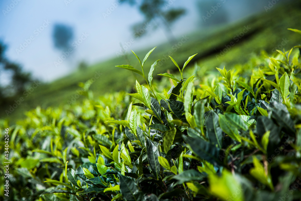 Field of green tea plantation