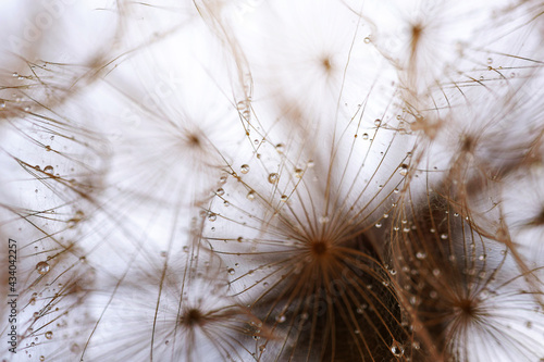 Fototapeta Naklejka Na Ścianę i Meble -  Abstract dandelion flower background. Seed macro closeup. Soft focus