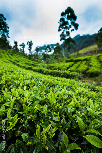 Fresh green tea plantation at Sri lanka