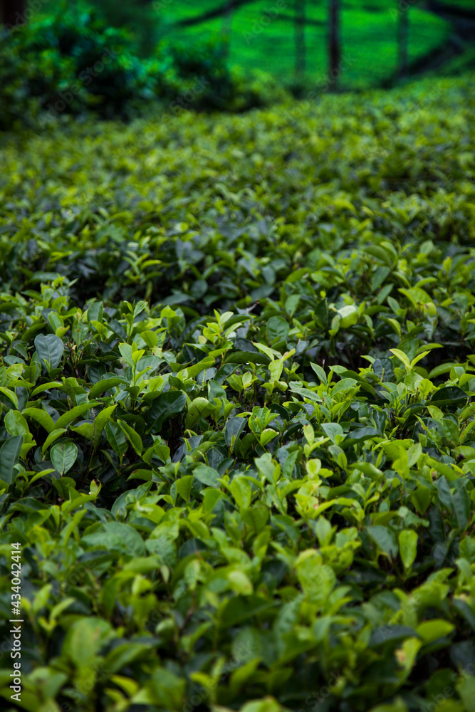 Close up of fresh tea leaves Close up of fresh tea leaves