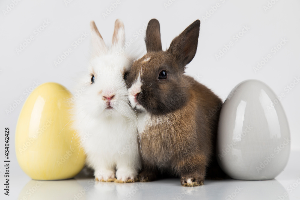 Eggs,Spring baby bunny, happy easter background Eggs,Spring baby bunny, happy easter background