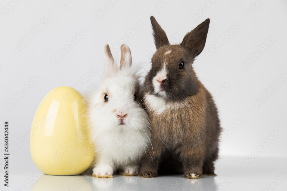 Fototapeta premium Eggs,Spring baby bunny, happy easter background