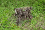 Old stump on a summer day in a forest with green plants around on