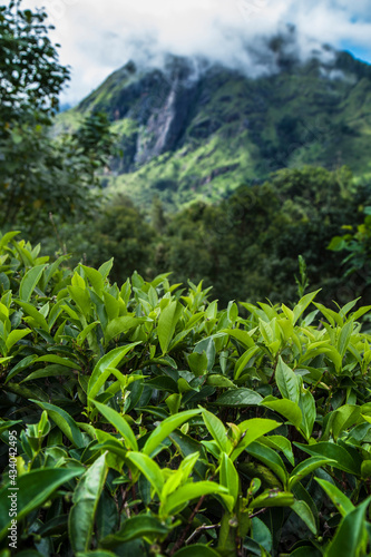 Sri lanka, Asia, Beautiful fresh green tea plantation © Sebastian Duda