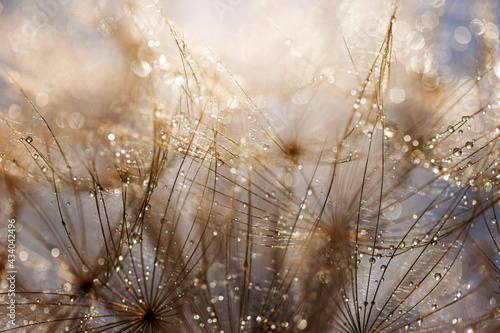 Abstract dandelion flower background. Seed macro closeup. Soft focus © Francesco