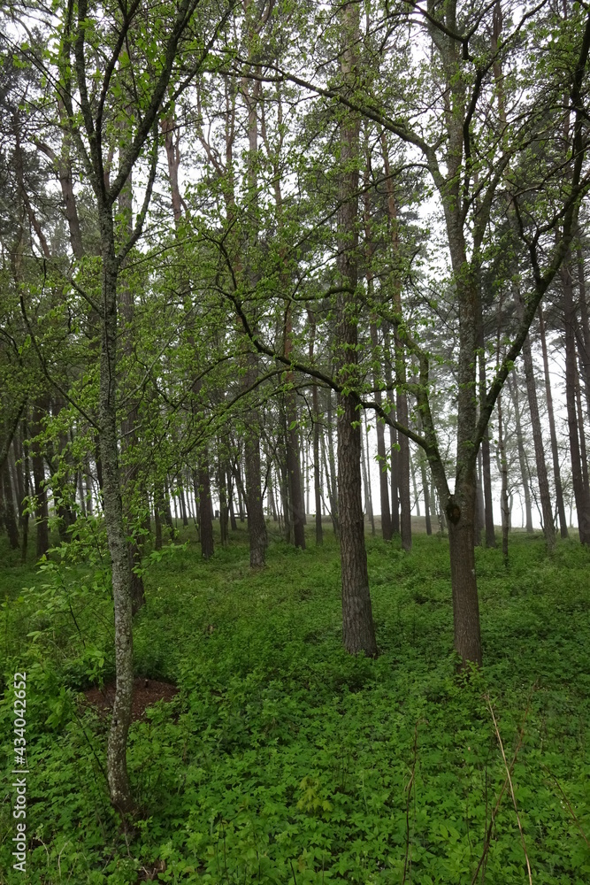 Foggy forest landscape on a summer day with a lot of green grass and plants in Estonia Foggy forest landscape on a summer day with a lot of green grass and plants in Estonia