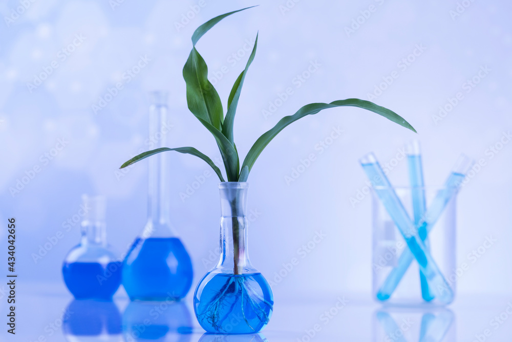 Plant in a test tube of the scientist Plant in a test tube of the scientist