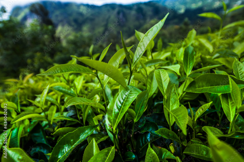 Sri lanka, Asia, Beautiful fresh green tea plantation Sri lanka, Asia, Beautiful fresh green tea plantation
