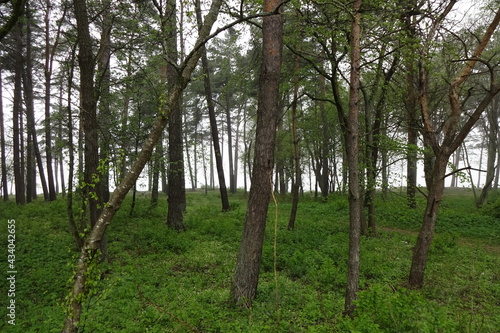 Foggy forest landscape on a summer day with a lot of green grass and plants in Estonia