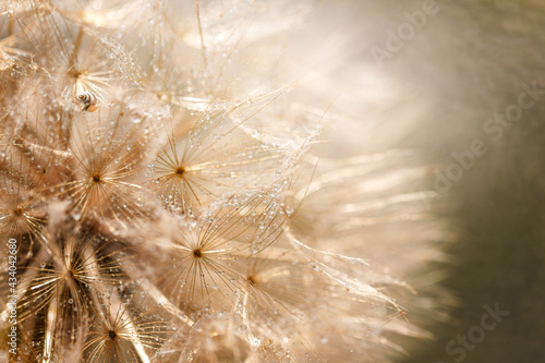 Abstract dandelion flower background. Seed macro closeup. Soft focus