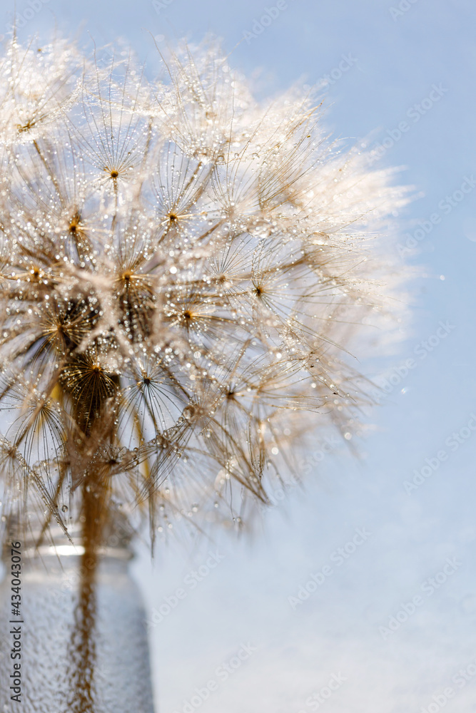 Abstract dandelion flower background. Seed macro closeup. Soft focus